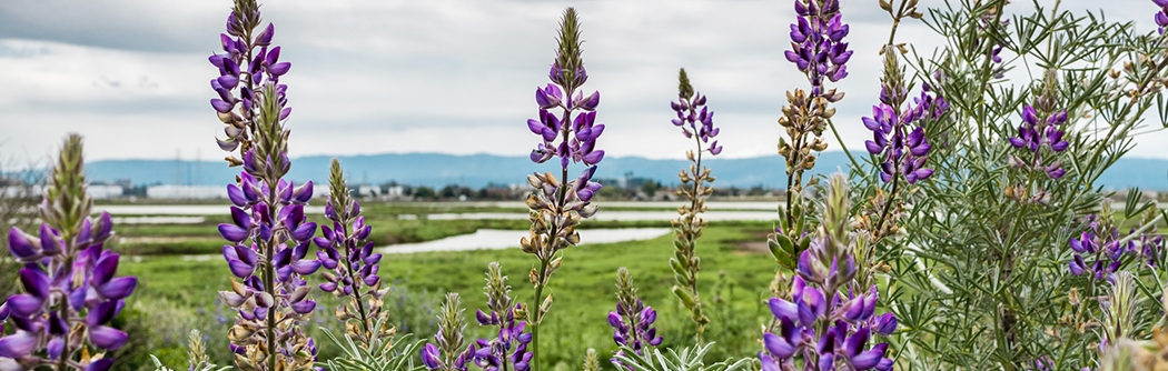 Lupine flowers in Alviso Marsh, San Jose, California