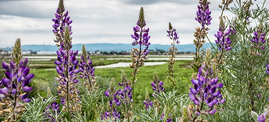 Lupine flowers in Alviso Marsh, San Jose, California