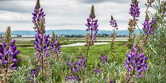 Lupine flowers in Alviso Marsh, San Jose, California