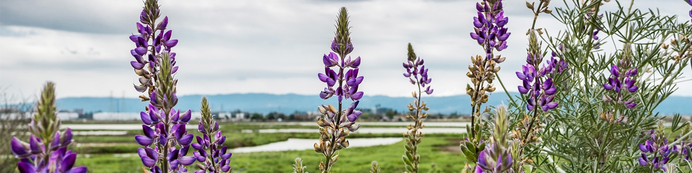 Lupine flowers in Alviso Marsh, San Jose, California