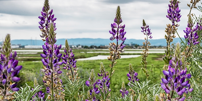 Lupine flowers in Alviso Marsh, San Jose, California