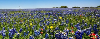 Texas barn