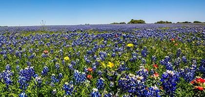 Texas barn